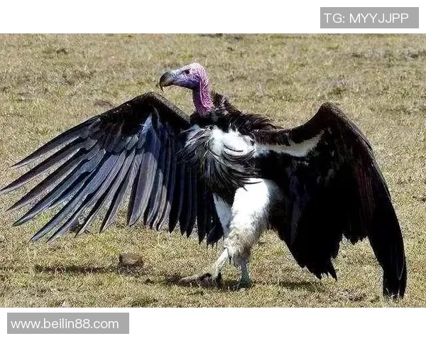 体型庞大的足球明星们如何在赛场上展现非凡的技艺与魅力 体型庞大的足球明星们如何在赛场上展现非凡的技艺与魅力