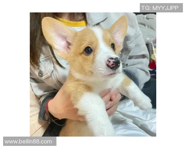 柯基足球热潮来袭小狗们的运动盛宴与欢乐时光